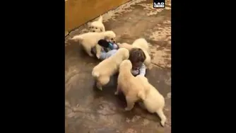 نمیشه بی تو زندگی کرد...