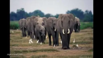 صدای فیل‌ها در حیاتWild