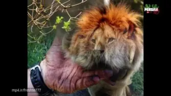 حقایق جالب درباره زندگی شیرها