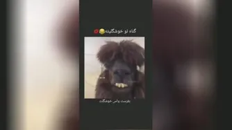 بفرست واسه رفیقت 😁🤣✋