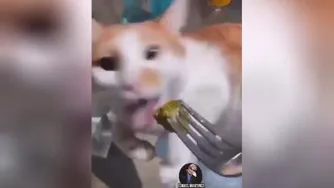 گربه ها هم ادم شدن😐😂