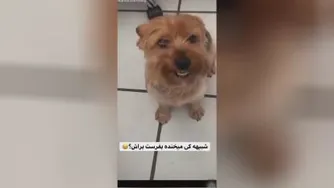 شبیه کدوم رفیقته بفرست براش 🤣😂😂