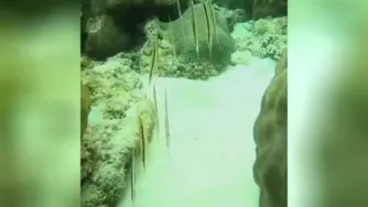 اینا ماهی هستن😄😄