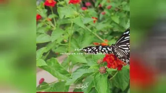 وقت کردی نگاه کن