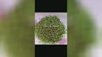 سبزه عید
