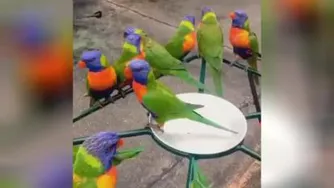 طوطی