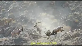 حیات وحش