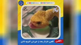 افعی بعد از خوردن کلوچه نادی