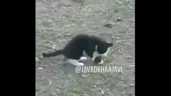 جواد خواجوی 4