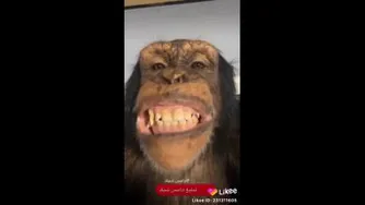 ادامس شیک