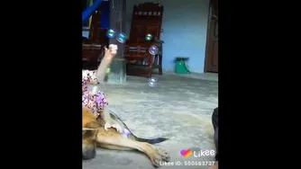 میمون بازیگوش