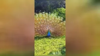 جل الخالق!!! (پرنده بهشتی)