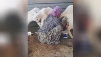 شیر سهم اینا رو داره میدوشه!!!