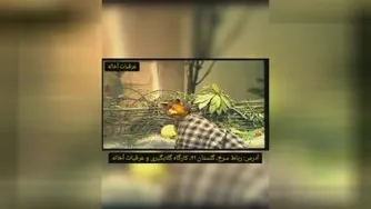 تیزرتبلیغاتی گلاب وعرقیات اخاله