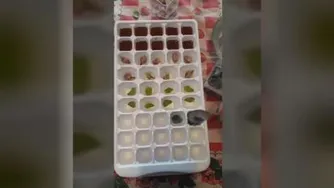 یخ فانتزی و میوه ای درست کنیم