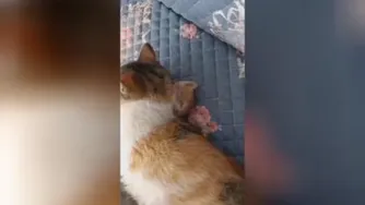 مامان گربه ها و بچه هاشون