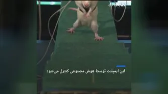 فلج نخاعی با الکترودهای کاشته شده در ستون فقراتش راه رفت