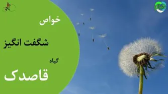 خواص شگفت انگیز گیاه قاصدک را بشناسید.