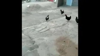 بورس