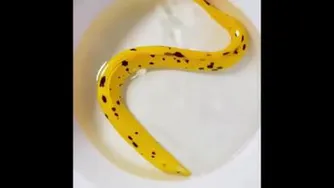 مارموز