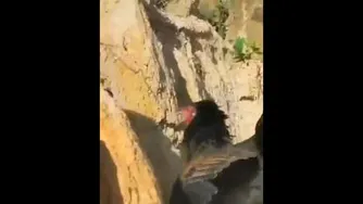 جنگ عقاب با خروس