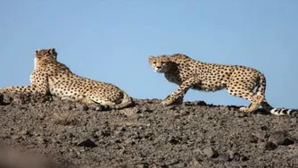 یوزپلنگ ایرانی میاندشت