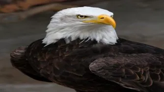 ع مثل عقاب