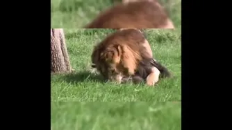 شیرگرسنه😱