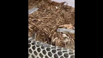 پوست عوض کردن مار