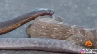 شکار بزمجه توسط مار