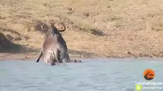 شکار تمساح😱