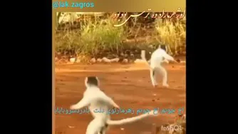طنز وضعیت و شرایط شروع سال تحصیلی جدید با وجود کرونا