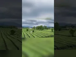 همانند بهشت | just like heaven