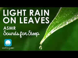 باران سبک بر برگ‌ها | 10 ساعت صداهای طبیعت در ASMR | موسیقی برای خوابیدن