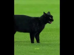 وقتی مربی، طرفدار و گربه یک گل می‌زنند 😳