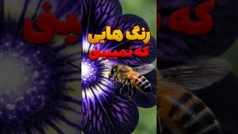 دنیا از دید حیوانات: رنگ‌هایی که ما هرگز نمی‌بینیم!