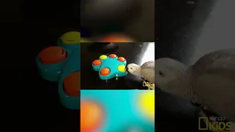 ۸ موجود باهوش و شگفت‌انگیز 🐙🐒🦅