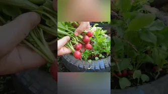 راهنمای کامل باغبانی و پرورش گل و گیاه | روش جالب برداشت سبزیجات و صیفی‌جات در لاستیک