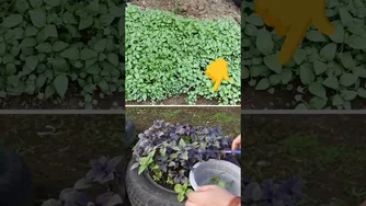 راهکارهای افزایش رشد ریحان: مشکلات و راه حل‌ها! #باغبانی با منصوری گل