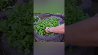 راهنمایی و آموزش باغبانی: باغبانی را با من تجربه کنید!