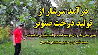 نتایج قلمه‌گیری صنوبر پس از یک سال | آموزش نگهداری، هرس و درآمد از فروش