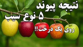 نتیجه جالب پیوند زدن پنج نوع سیب بر روی یک درخت