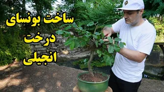 ساخت بونسای؛ آرامش‌بخش‌ترین سرگرمی من
