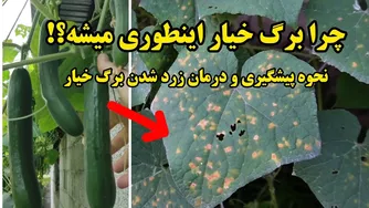 راز لکه‌های زرد و سوختگی برگ‌های خیار چیست؟ و چگونه می‌توان آن را درمان کرد؟