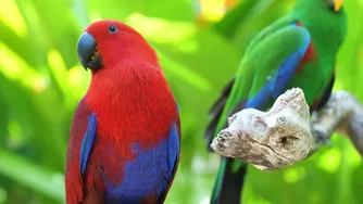صداهای پرندگان در یک چمن آرام | صداهای طبیعت