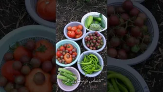 روش‌های برداشت سبزی و صیفیجات ارگانیک در باغبانی