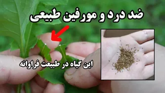 کاشت و پرورش کاهوی وحشی: از صفر تا صد با خواص شگفت‌انگیز