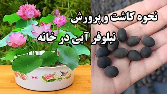 راهنمای کامل کاشت بذر نیلوفر آبی از صفر تا صد