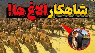 جذابیت مهندسی: 6 میلیون الاغ وحشی در استرالیا!