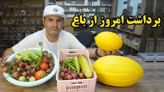 پارت ششم کاشت سبزیجات تابستانه و بهاره | برداشت گوجه‌های رنگی و محصولات جدید